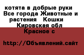 котята в добрые руки - Все города Животные и растения » Кошки   . Кировская обл.,Красное с.